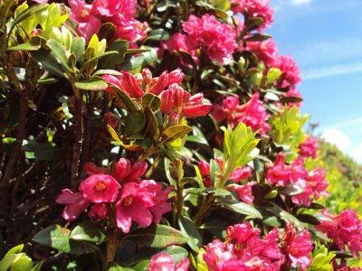 Apartment Zillertal - Outdoor photo 14