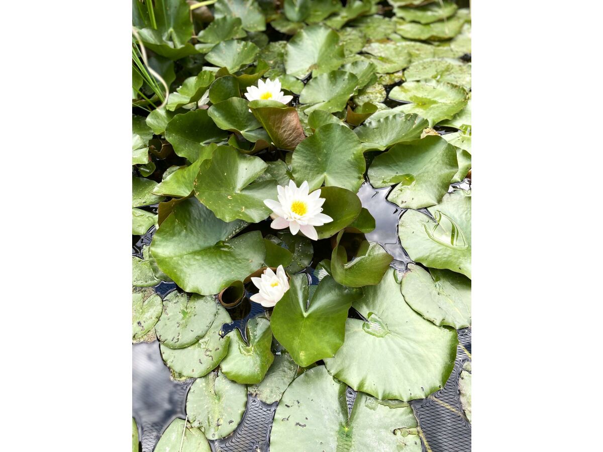 Apartment Appartement/Fewo, Dusche und Bad, WC, 3 Schlafräum - Outdoor photo 3