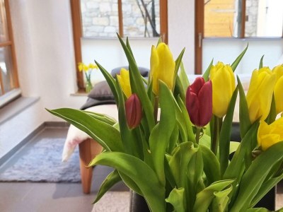 Apartment Appartement/Fewo, Dusche, WC, Wohn-/Schlafraum - Features photo 25