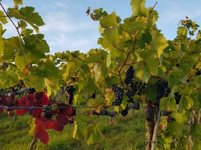 Apartment Appartement/Fewo, Dusche und Bad, WC, 2 Schlafräum - Outdoor photo 15