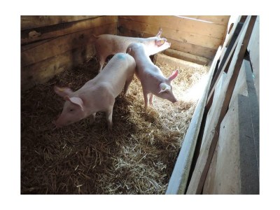 Holiday room Doppelzimmer mit Dusche,WC, - Outdoor photo 28