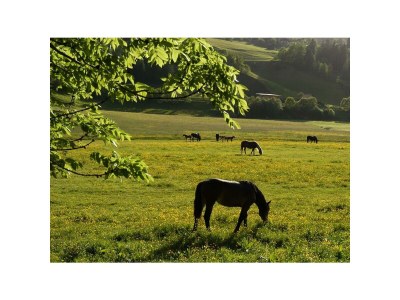 Apartment Doppelzimmer "Naturholz" mit DU, WC - Outdoor photo 24
