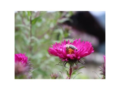 Apartment Doppelzimmer "Naturholz" mit DU, WC - Outdoor photo 33