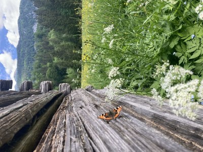 Apartment Apartment Landhaus Stieglschuster - Outdoor photo 11