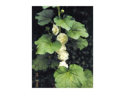 Apartment Apartment/1 Schlafraum/Dusche, WC - Outdoor photo 12