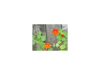 Apartment Apartment/1 Schlafraum/Dusche, WC - Outdoor photo 22