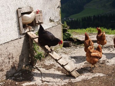 Apartment Apartment Hochkönig 3 Schlafzimmer ,2 Dusche /WC - Outdoor photo 12