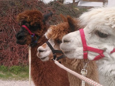 Apartment Appartement "Fine and Fancy" - Outdoor photo 10