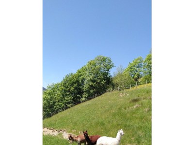 Apartment Appartement "Fine and Fancy" - Outdoor photo 17