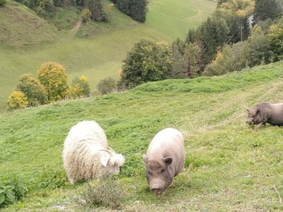 Apartment Appartement "Fine and Fancy" - Outdoor photo 21
