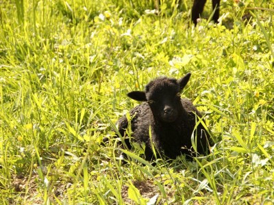 Apartment Appartement "Fine and Fancy" - Outdoor photo 22