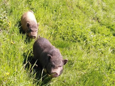 Apartment Appartement "Fine and Fancy" - Outdoor photo 23