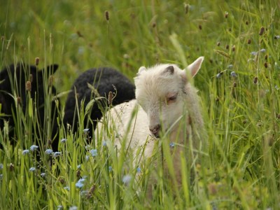 Apartment Appartement "Fine and Fancy" - Outdoor photo 24