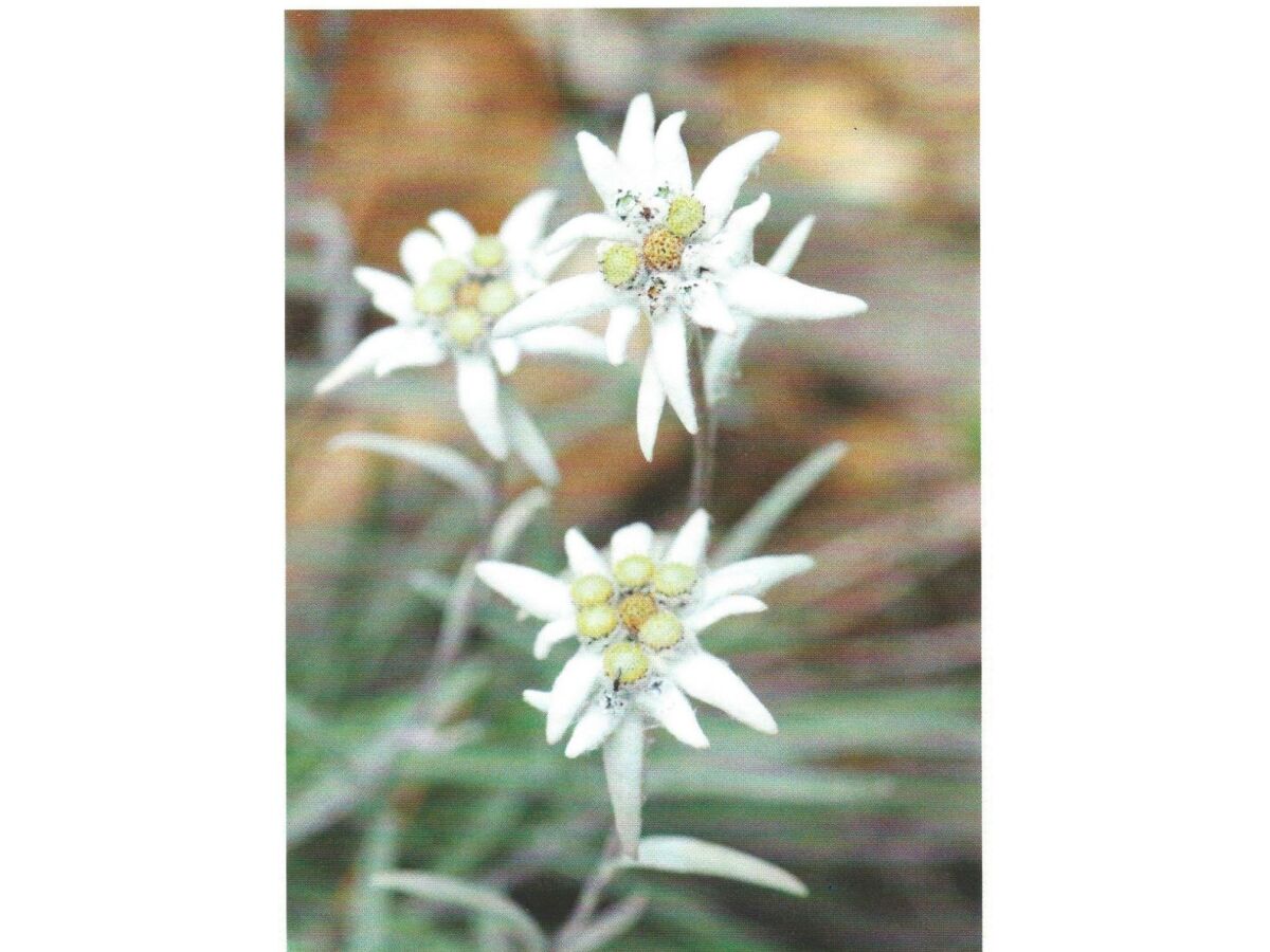 Apartment Edelweiß Apartment - Outdoor photo 2