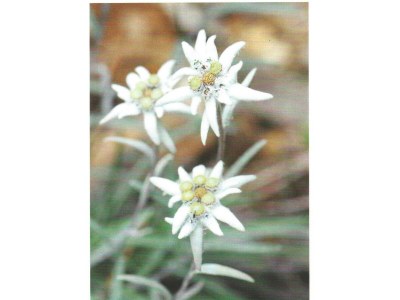 Apartment Edelweiß Apartment - Outdoor photo 2