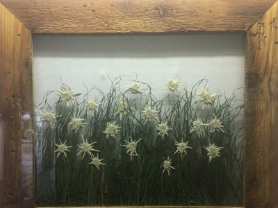 Apartment Edelweiß Apartment - Outdoor photo 4