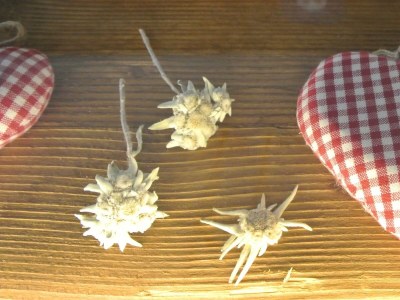 Apartment Edelweiß Apartment - Outdoor photo 12