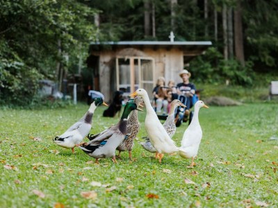 Apartment Ferienhaus Lindenhof - Outdoor photo 15
