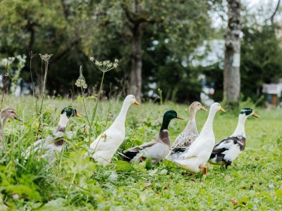 Apartment Ferienhaus Lindenhof - Outdoor photo 16