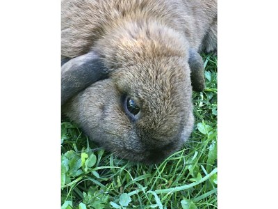 Apartment Ferienhaus Lindenhof - Outdoor photo 17