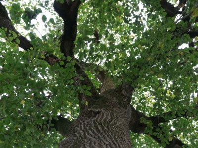 Apartment Ferienhaus Lindenhof - Outdoor photo 21