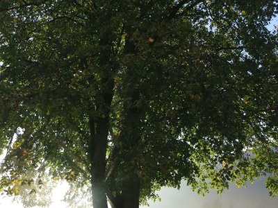 Apartment Ferienhaus Lindenhof - Outdoor photo 32