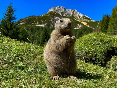 Apartment Almchalet - Outdoor photo 28