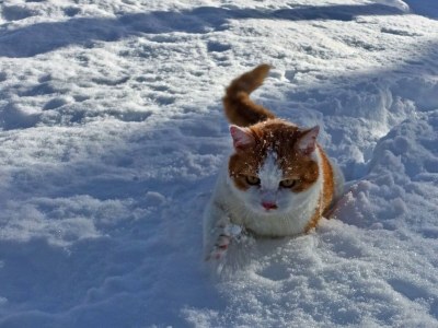 Apartment Almchalet - Features photo 55