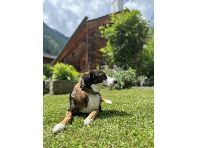 Apartment Romantikhütte - Features photo 33