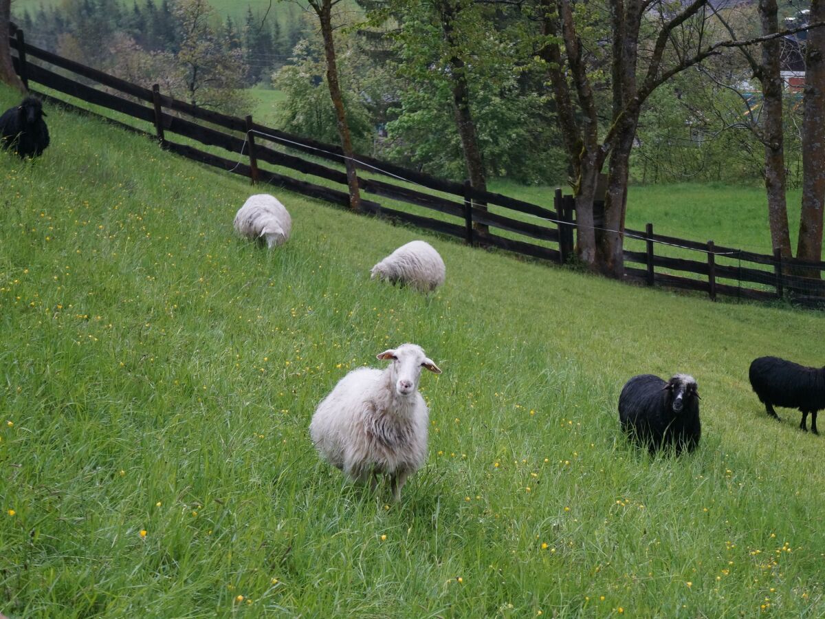 Apartment Ferienwohnung am Biohof - Outdoor photo 2