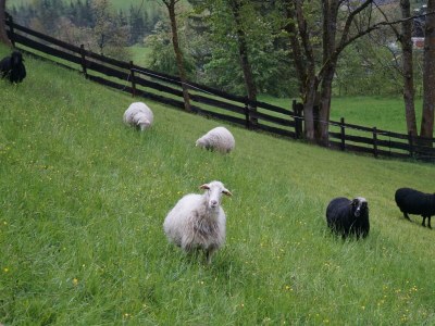 Apartment Ferienwohnung am Biohof - Outdoor photo 2