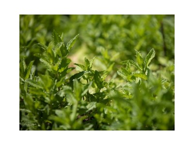 Holiday room Familienzimmer mit 2 Schlafräumen - Outdoor photo 23