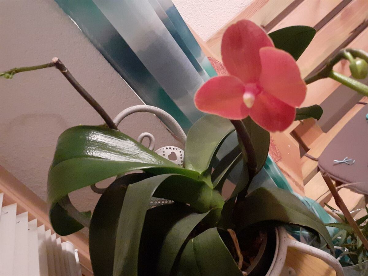 Apartment Appartement/Fewo, Dusche, WC, ruhig - Outdoor photo 2