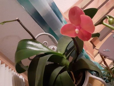 Apartment Appartement/Fewo, Dusche, WC, ruhig - Outdoor photo 2