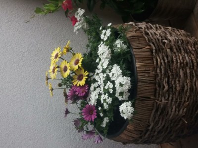 Apartment Appartement/Fewo, Dusche, WC, ruhig - Features photo 49