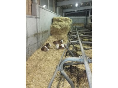 Apartment Appartement/Fewo, Dusche, WC, 1 Schlafraum - Outdoor photo 16