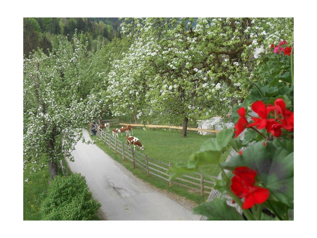 Apartment Apartment/2 Schlafräume/Dusche, Bad, WC - Outdoor photo 2