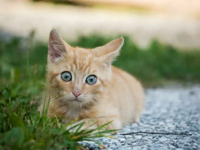 Apartment Ferienwohnung Pihapper - Outdoor photo 7