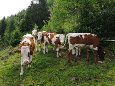 Apartment Ferienwohnung Pihapper - Outdoor photo 8