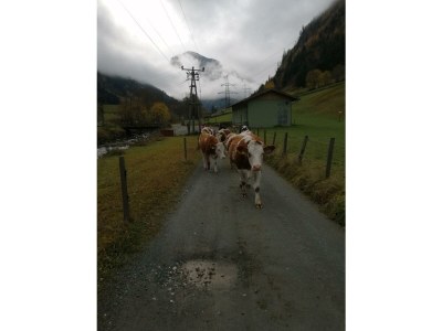 Apartment Ferienwohnung Pihapper - Outdoor photo 21