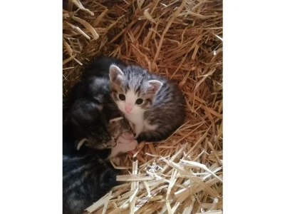 Apartment Ferienwohnung Pihapper - Outdoor photo 27