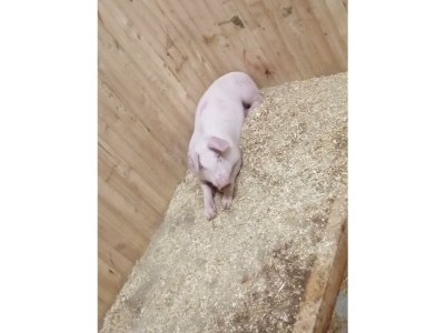 Apartment Ferienwohnung Pihapper - Outdoor photo 29