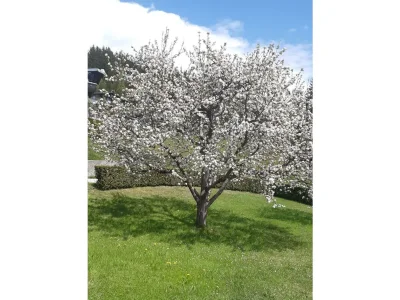 Apartment Appartement 1 - Outdoor photo 13