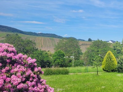 Apartment Appartement/Fewo, Bad, WC, 1 Schlafraum in Kinheim - Apartment