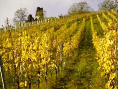 Apartment Mosel - Outdoor photo 10