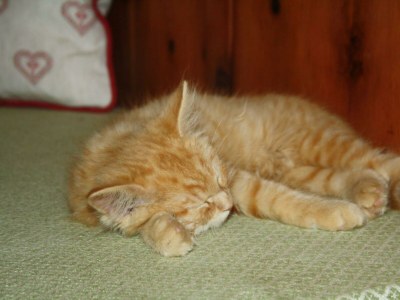 Apartment Appartement Schönwetter - Outdoor photo 9