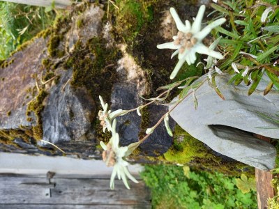 Apartment Appartement Schönwetter - Outdoor photo 31