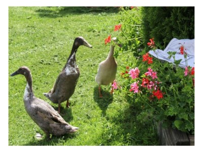 Holiday room Familienzimmer "de lux" - Outdoor photo 51