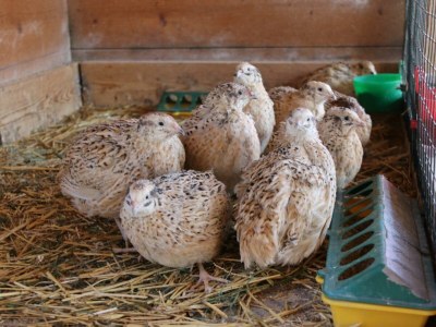 Holiday room Familienzimmer "de lux" - Outdoor photo 52