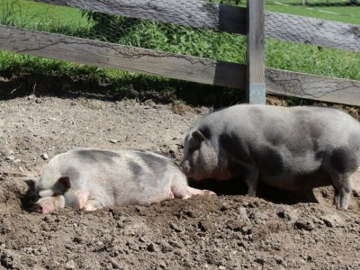 Holiday room Familienzimmer "de lux" - Outdoor photo 53